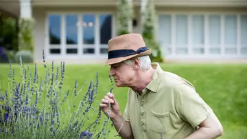 Hombre oliendo flores de lavanda Hombre oliendo flores de lavanda