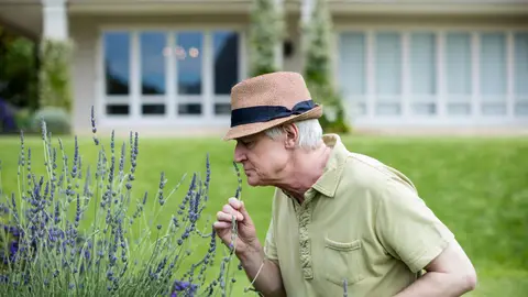Hombre oliendo flores de lavanda Hombre oliendo flores de lavanda