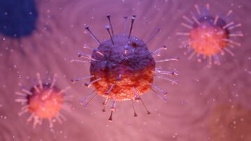 Una mol&eacute;cula del organismo reduce la inflamaci&oacute;n y el da&ntilde;o cerebral tras un ictus, seg&uacute;n un estudio precl&iacute;nico