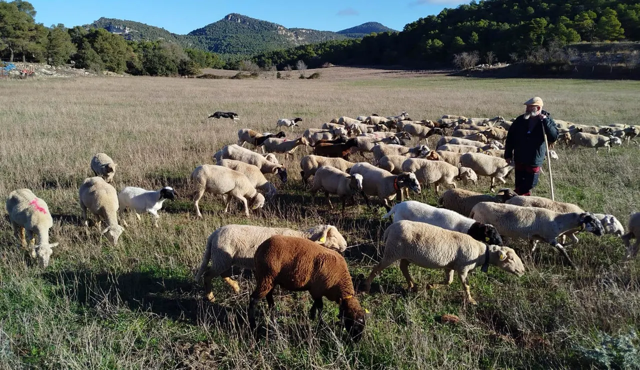 El pastoreo, el recurso antifuegos que mengua: España pierde 520 ovejas y 82 cabras al día