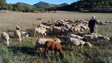 El pastoreo, el recurso antifuegos que mengua: España pierde 520 ovejas y 82 cabras al día