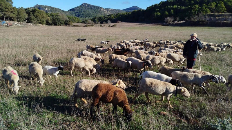 El pastoreo, el recurso antifuegos que mengua: España pierde 520 ovejas y 82 cabras al día