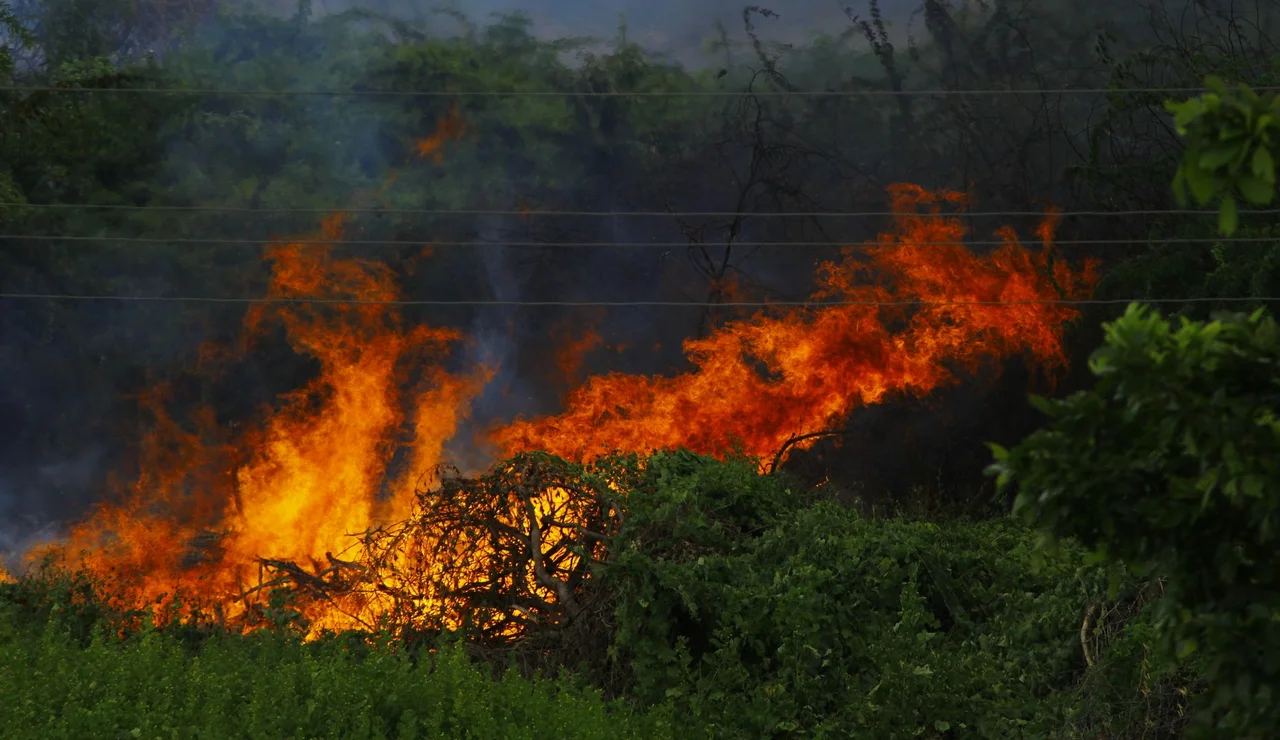 Los incendios forestales dejan una huella emocional en los afectados y en los equipos de emergencia advierten los psicólogos
