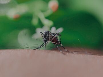 Primer plano de un mosquito mordiendo la piel humana, mostrando sus caracter&iacute;sticas intrincadas