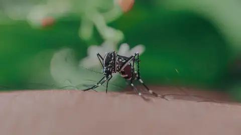 Primer plano de un mosquito mordiendo la piel humana, mostrando sus características intrincadas Primer plano de un mosquito mordiendo la piel humana, mostrando sus características intrincadas