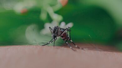 Sanidad refuerza la vigilancia de los mosquitos con la ayuda de la ciudadanía a través de Mosquito Alert