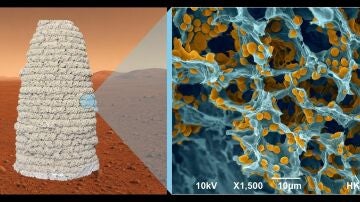 Una vista microsc&oacute;pica revela la estructura porosa del material, con pol&iacute;meros y levadura modificada gen&eacute;ticamente resaltados en amarillo (derecha). Fotograf&iacute;a faciltada por Ning Liu.