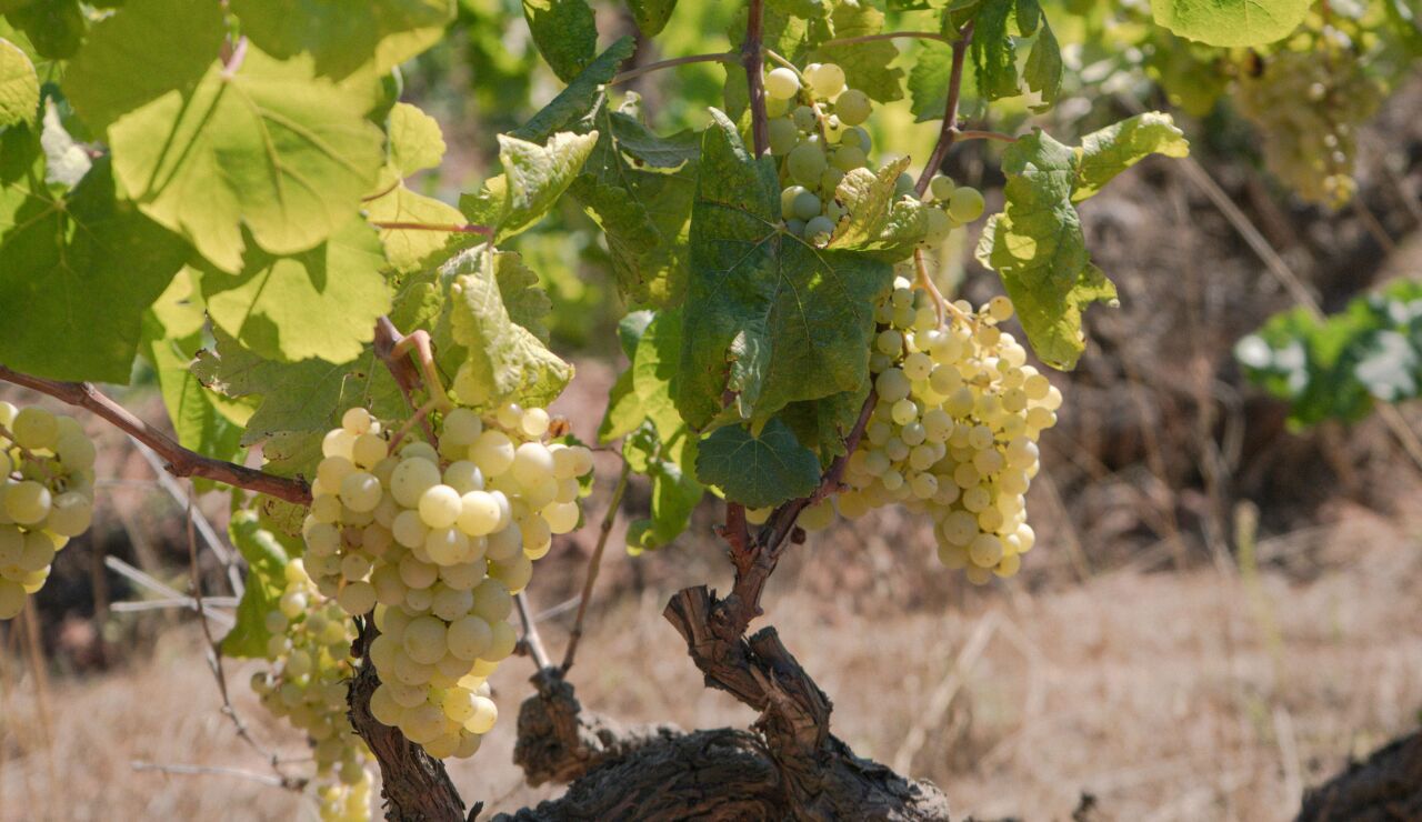 Primer plano de uvas verdes en una vid iluminada por el sol en un vi&ntilde;edo catal&aacute;n durante el verano.