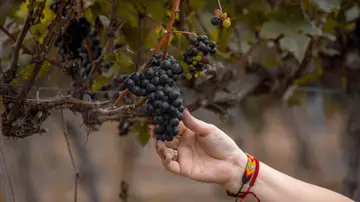 La vendimia más temprana de la historia llega a su ecuador marcada por el calor y la menor producción La vendimia más temprana de la historia llega a su ecuador marcada por el calor y la menor producción