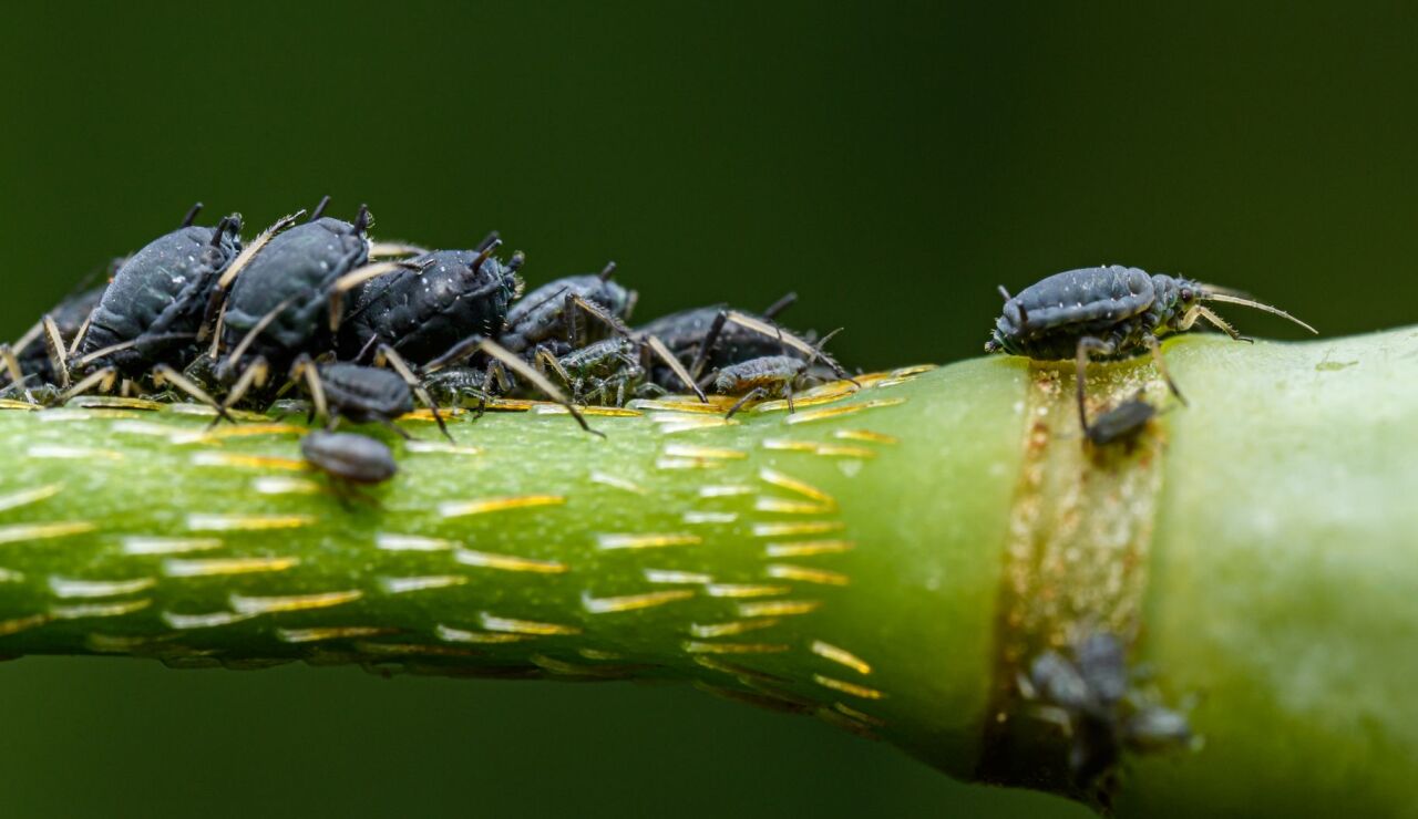 El sencillo truco casero para eliminar los pulgones de las plantas sin usar qu&iacute;micos fuertes