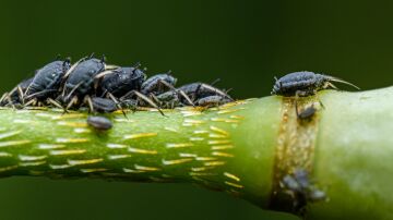 El sencillo truco casero para eliminar los pulgones de las plantas sin usar qu&iacute;micos fuertes
