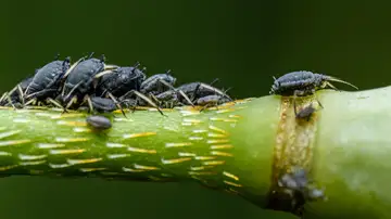 El sencillo truco casero para eliminar los pulgones de las plantas sin usar químicos fuertes El sencillo truco casero para eliminar los pulgones de las plantas sin usar químicos fuertes