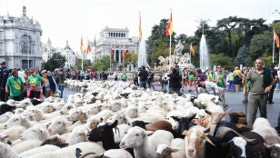 Reba&ntilde;os de ovejas atraviesan el centro de Madrid durante la 32&ordf; edici&oacute;n de la Fiesta del Pastor y de la Trashumancia, a 19 de octubre de 2025, en Madrid