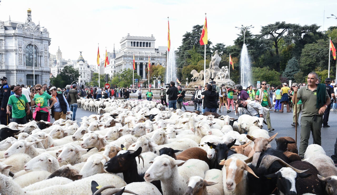 Reba&ntilde;os de ovejas atraviesan el centro de Madrid durante la 32&ordf; edici&oacute;n de la Fiesta del Pastor y de la Trashumancia, a 19 de octubre de 2025, en Madrid