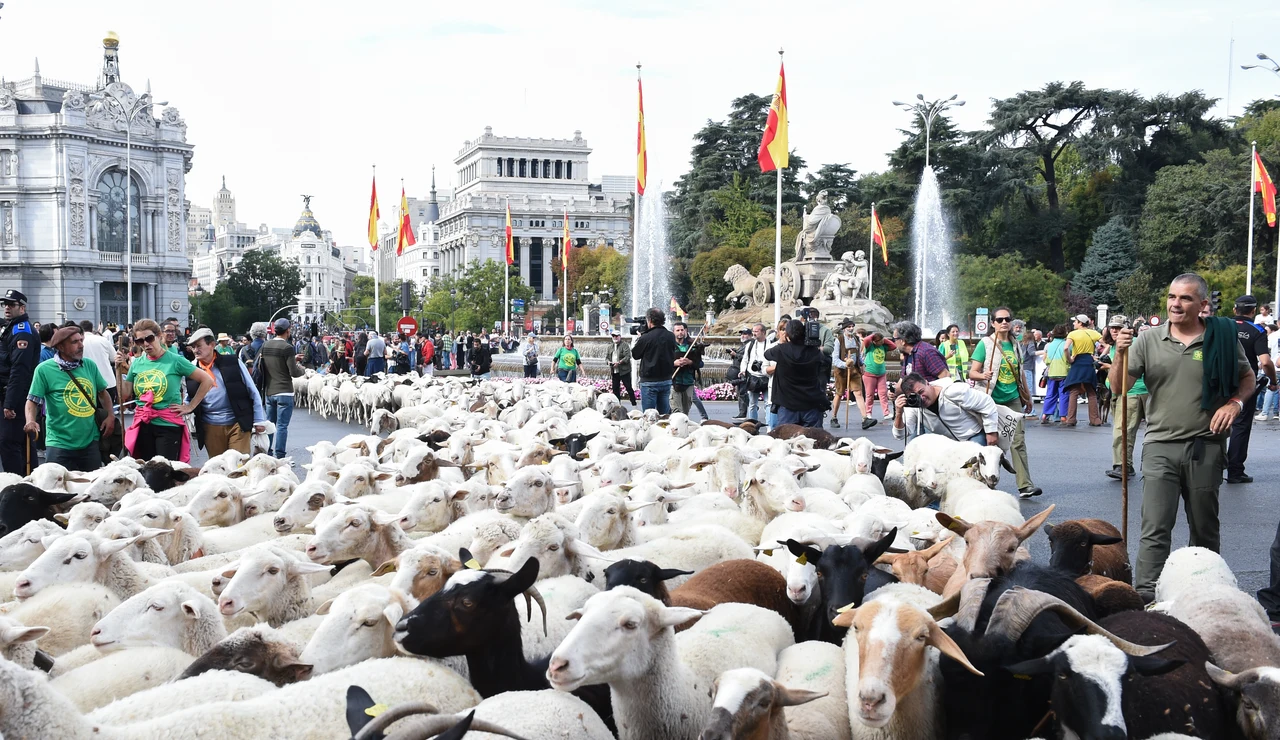 Rebaños de ovejas atraviesan el centro de Madrid durante la 32ª edición de la Fiesta del Pastor y de la Trashumancia, a 19 de octubre de 2025, en Madrid