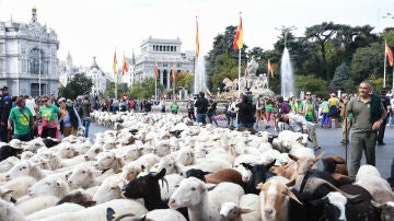 Reba&ntilde;os de ovejas atraviesan el centro de Madrid durante la 32&ordf; edici&oacute;n de la Fiesta del Pastor y de la Trashumancia, a 19 de octubre de 2025, en Madrid