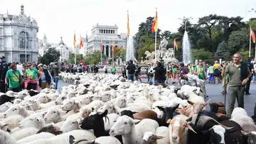 Rebaños de ovejas atraviesan el centro de Madrid durante la 32ª edición de la Fiesta del Pastor y de la Trashumancia, a 19 de octubre de 2025, en Madrid Rebaños de ovejas atraviesan el centro de Madrid durante la 32ª edición de la Fiesta del Pastor y de la Trashumancia, a 19 de octubre de 2025, en Madrid