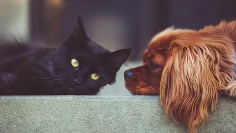 Mascotas Mascotas