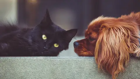 Imagen de dos mascotas Entra en vigor el DNI Animal, obligatorio para todas las mascotas