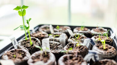 El huerto en casa: ¿Qué plantar el mes de marzo?