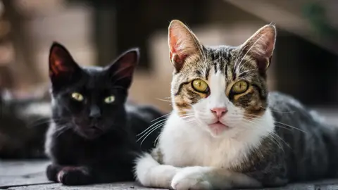 Gatos Gatos