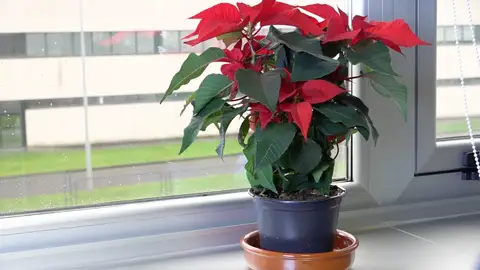 Flor de pascua Flor de pascua