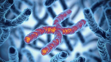 Descubren tres características del envejecimiento que se combinan para prevenir el cáncer