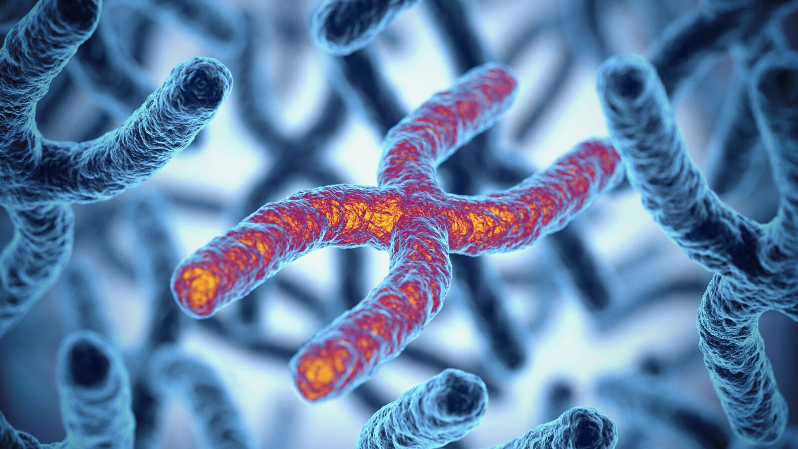 Descubren tres características del envejecimiento que se combinan para prevenir el cáncer