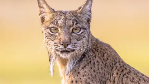 Lince ibérico Lince ibérico