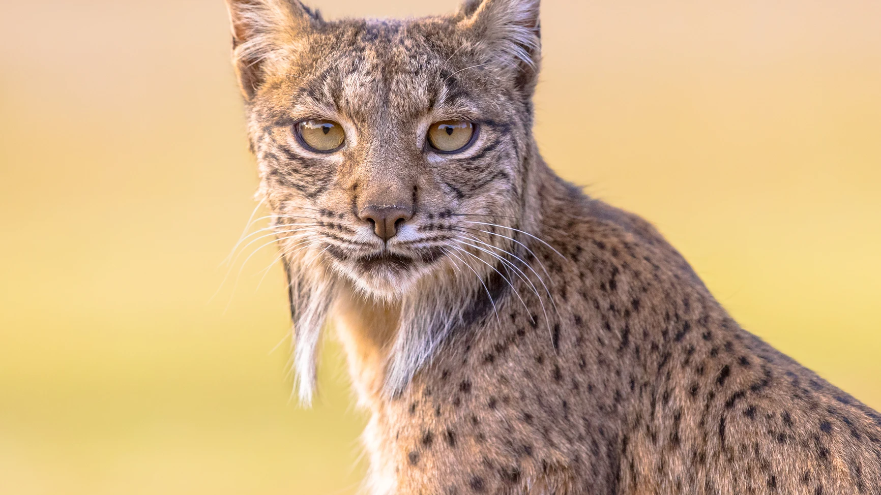 Lince ib&eacute;rico
