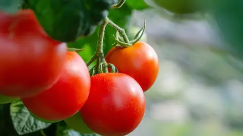 Tomates Tomates
