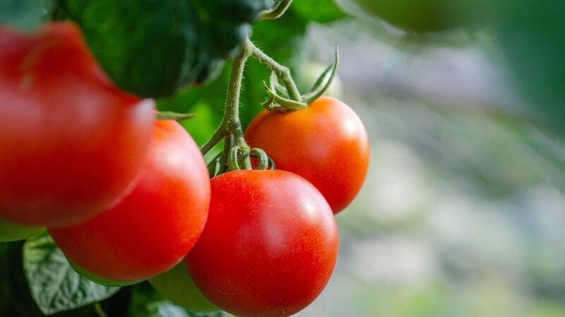El huerto en casa: ¿qué plantamos en mayo? 