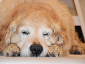 Perro durmiendo