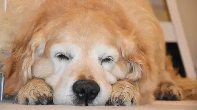 Los perros con demencia muestran una curiosa similitud con los humanos que padecen Alzheimer 