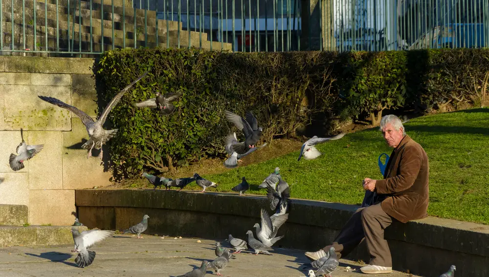 Hombre mayor dando de comer a las palomas