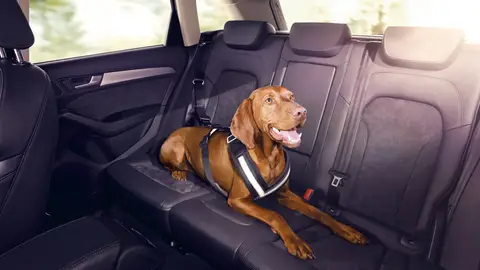 Perro en el coche  Perro en el coche