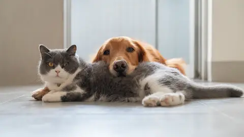 Perro y gato solos en casa Perro y gato solos en casa