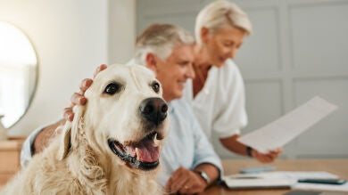Conoce el tipo de seguro que si tienes un perro será obligatorio a partir de septiembre 
