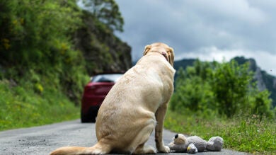 Estas son las multas que te pueden poner por incumplir la Ley de Bienestar Animal