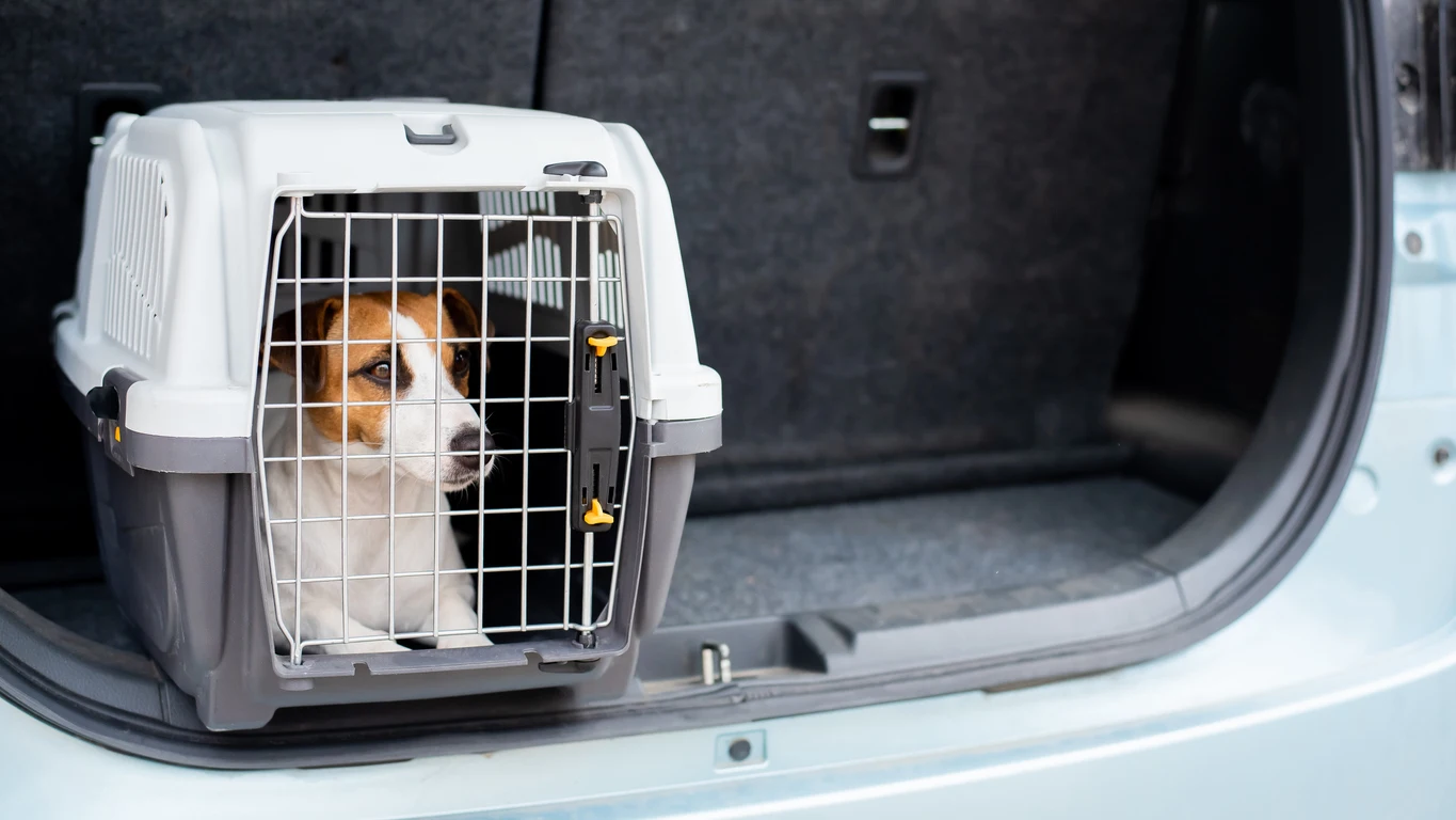 Perro en un coche Perro en un coche