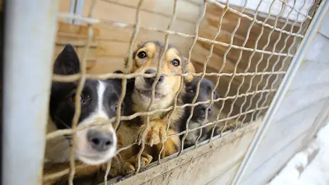 Perros esperando a ser adoptados Perros esperando a ser adoptados