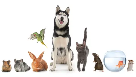 Animales de compañía Animales de compañía