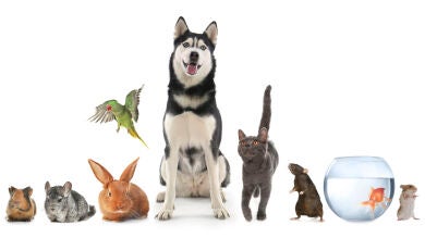 Entra en vigor la Ley de Bienestar Animal con sanciones más duras para luchar contra el maltrato y el abandono