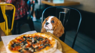 ¿Puedo entrar con mi perro a un restaurante? Esto es lo que dice la ley de bienestar animal