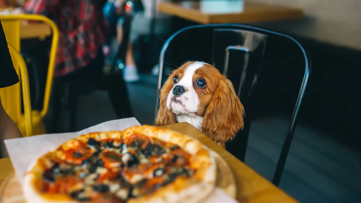 Un perro en un restaurante