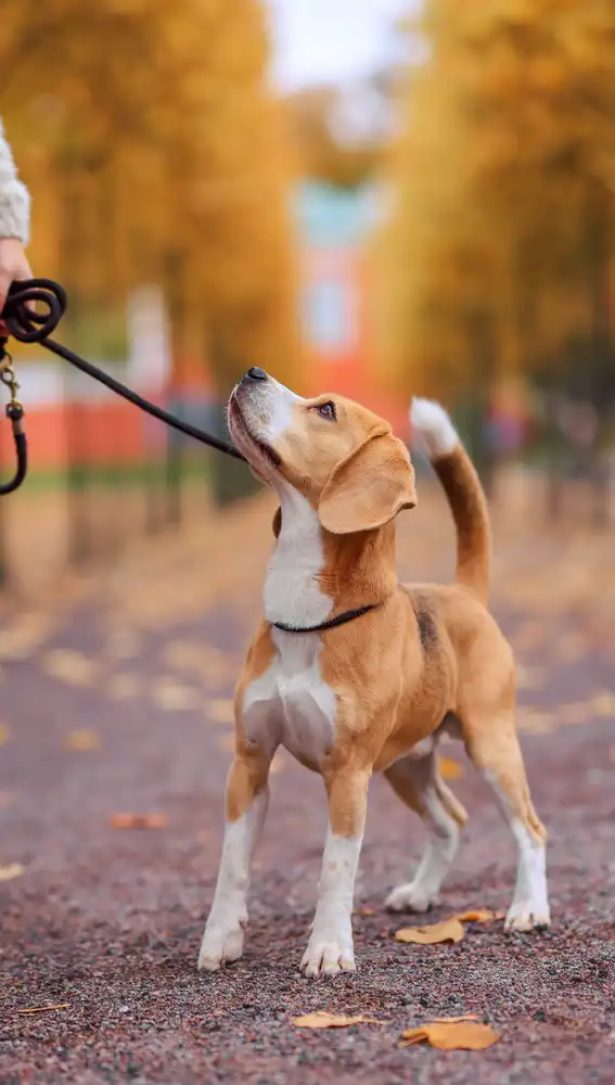 Imagen de archivo de una persona paseando un perro