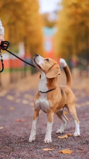 Imagen de archivo de una persona paseando un perro Imagen de archivo de una persona paseando un perro