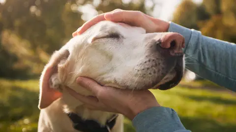 Un perro junto a su dueño Un perro junto a su dueño