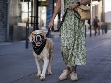 Perro mayor paseando con su dueña