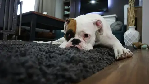 Perro sobre una alfombra Perro sobre una alfombra